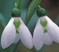(2) Giant Snowdrop, Galanthus Elwesii, Fresh Top Sized Bulbs, Great as a Accent Plant, Flowers are just Specacular