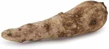 Live Bulbs Colocasia gigantea Thailand Giant Thai Giant Elephant Ear Huge Malanga Leaf (3 Bulbs) by Greenhouse PCA