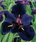 (2) Spectacular Flowering Black Gamecock Louisiana Iris Rhizome/Root/Plant
