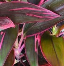 Live Spectacular Flowering Plant, Cordyline Australis, Red Stripe Starter Plant