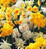 (10) Mixed Jonquil Daffodils, Beautiuful Fragrant Flowers, Bulb, Root, Plant