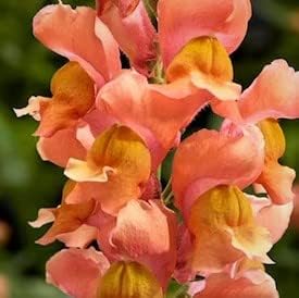 Seeds*Bulbs*Plants*&More Spectacular Flowering Starter Plant, Peach Snapdragon