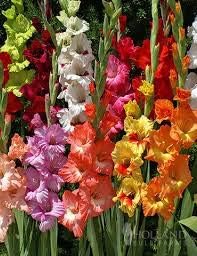 (10) Mixed Colors Gladiolus, Large Flowering, Small Bulbs, Seeds*Bulbs*Plants*&More, Grown and Sold in USA