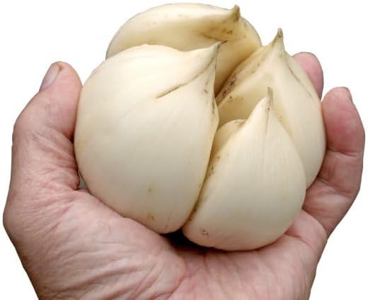 Premium Live Giant Elephant Ear Garlic Bulb by Greenhouse PCA | Each Bulb Contains Multiple Cloves for Planting or Cooking.