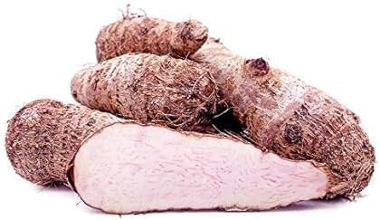 Live Bulbs Colocasia gigantea Thailand Giant Thai Giant Elephant Ear Huge Malanga Leaf (3 Bulbs) by Greenhouse PCA