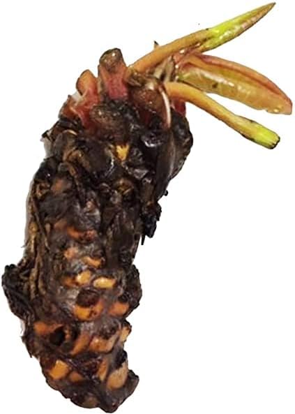 Live Water Lily Tubers | Pre-Grown Hardy Lily Rhizome in White, Pink, Red, Yellow, Orange, Purple (Orange)