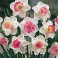 (10) Supreme Pink Mixed Daffodil, Narcissus, Deer Resistant Daffodils, Roots, Plants