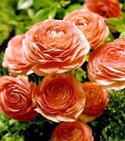 (30) Real Orange Ranunculus Bulbs, Lovely Potted Plants Flower Bulbs,Perennial Bonsai Bulbous Root Garden Plant