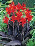 (2) Black Knight Canna Lily Plants, Bulbs, Plants, Roots, Flower, SeedsBulbsPlants&More