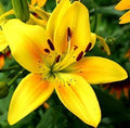 (2) Gorgeous Yellow Country Asiatic Lily Bulb Flowering Perennial Year After Year