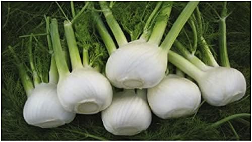 Sweet Fennel Seed, Heirloom, Non GMO, 100 Seeds, Grow Your Own Aromatic & Flavorful Culinary Herb Garden