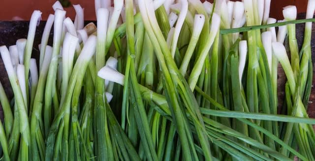 “Fukagawa” Bunching Onion Seeds – Fast-Growing Bulbless, Mild and Sweet Green Onions | Allium fistulosum “Fukagawa” | Never GMO, Always Heirloom OP | USA Grown Seeds by Liliana's Garden |