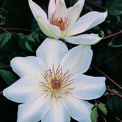 Henryi Clematis Vine - Pure White - 2.5" Pot