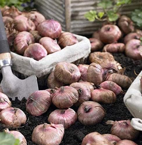 Sorbet Gladiolus Mix Bulbs - White, Pink and Burgundy, Perennial Gladiolus Flowering Bulbs | Large Blooms, Easy to Grow, Perfect for Cut (12 Pack)