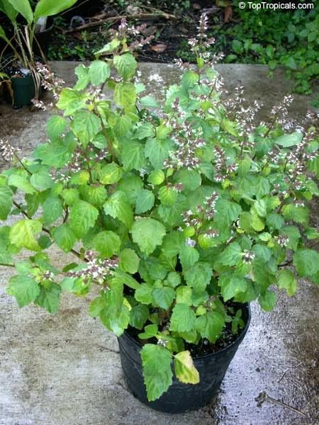 5 True Patchouli Seeds | Shrub Fragrant Patchouly Pogostemon Cablin Herb Seeds