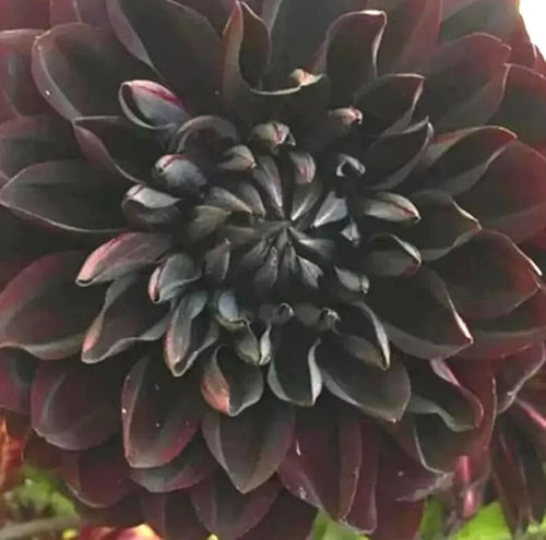 100PCS Dahlia Flower Seeds Burgundy Dahlia Flower Garden Plant Seeds Heirloom