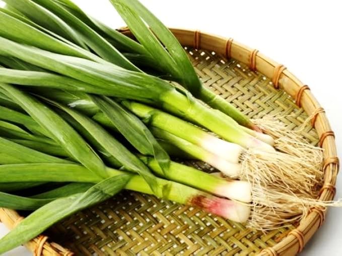 Wild Garlic Ramsons Bear Leek Wild Onion Seeds for Planting 100+ Non-GMO Seeds Herbs & Vegetable Garden