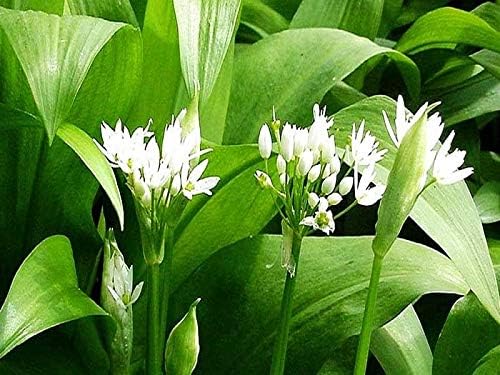 Wild Garlic Ramsons Bear Leek Wild Onion Seeds for Planting 100+ Non-GMO Seeds Herbs & Vegetable Garden
