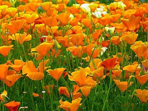 4000 Golden California Poppy Seeds - State Flower, Golden Orange Poppy, Re-Seeds