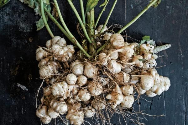 One Pound of Jerusalem Artichoke Tubers | Sunchokes by Greenhouse PCA | Fresh Sunchoke Bulbs for Eating or Planting