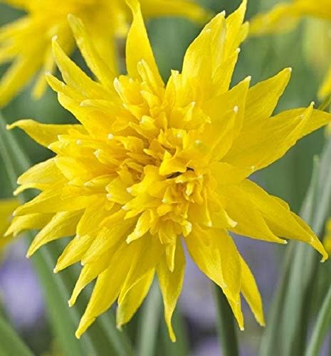 (5) Rip Van Winkle Daffodils, Deer Resistan, Fragrant, Beautiuful Flowers, Bulbs, Root, Plant