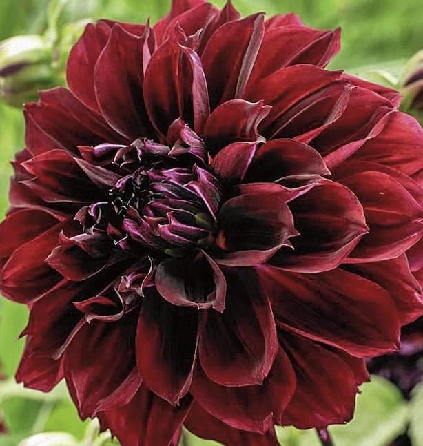 Dark Fubuki Dahlia Bulbs - Dark Red Dahlia, Perennial Dinnerplate Dahlia Flowering Bulbs | Large Blooms, Easy to Grow, Perfect for Cut (4 Pack)