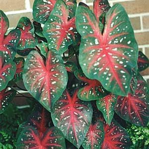 5 'Red Flash' Caladium Plant Bulbs