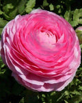 (15) Real Pink Ranunculus Bulbs, Lovely Potted Plants Flower Bulbs,Perennial Bonsai Bulbous Root Garden Plant
