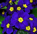 (10) Blue Primrose Flowering Plant Seeds