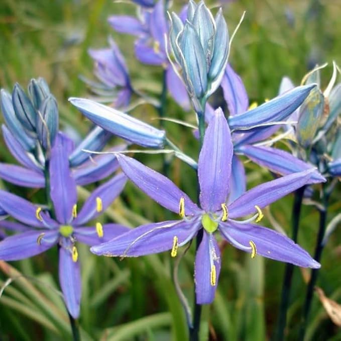 Palm Beach Medicinal Herbs - Blue Camas (Camassia Quamash) - Packet of 10 Seeds