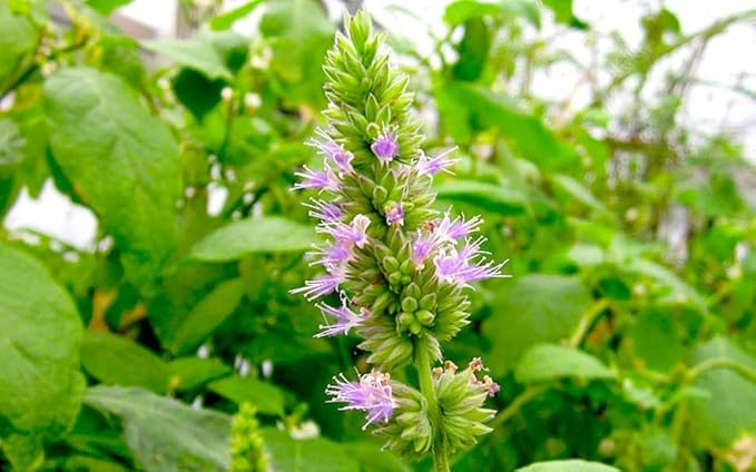 5 True Patchouli Seeds | Shrub Fragrant Patchouly Pogostemon Cablin Herb Seeds
