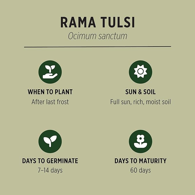 Banyan Botanicals Organic Rama Tulsi Seeds – Ocimum Sanctum – Tulsi (Holy Basil) Seeds for Tea, Cooking & Herbal Formulas – 50 Count – Open Pollinated Non-GMO Easy to Grow