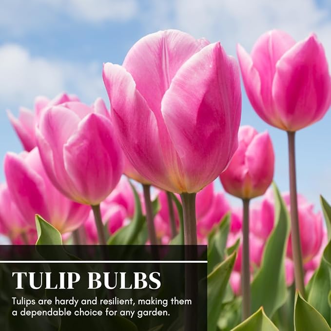 Tulip Bulbs for Fall Planting Bulk, 25 Mix Color Tulip Bulbs, Large Bulbs for Growing Indoors Outdoors, Easy to Plant