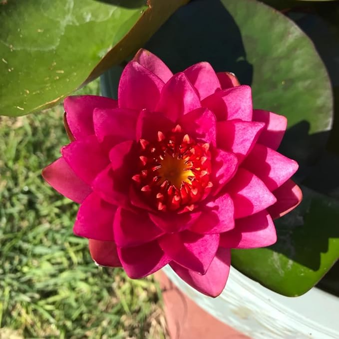 Live Water Lily Tubers | Pre-Grown Hardy Lily Rhizome in White, Pink, Red, Yellow, Orange, Purple (Red)