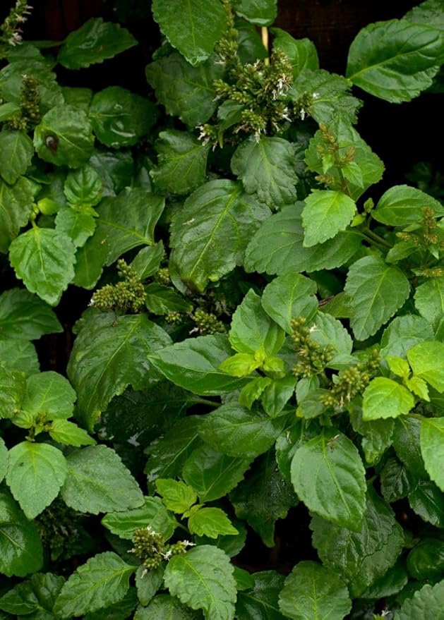 5 True Patchouli Seeds | Shrub Fragrant Patchouly Pogostemon Cablin Herb Seeds