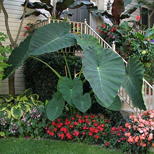 Live Bulbs Colocasia gigantea Thailand Giant Thai Giant Elephant Ear Huge Malanga Leaf (3 Bulbs) by Greenhouse PCA