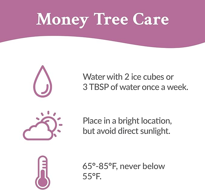 Green Circle Growers 5" Money Tree in White Floramx Pot, Live Indoor Plants, House Plant