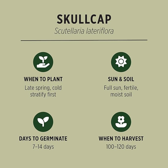 Banyan Botanicals Organic Skullcap Seeds – Skutellaria Lateriflora – Soothing Herb That is Quick-Growing and Low-Maintenance Herb – 50 Count – Open Pollinated Non-GMO Easy-to-Grow