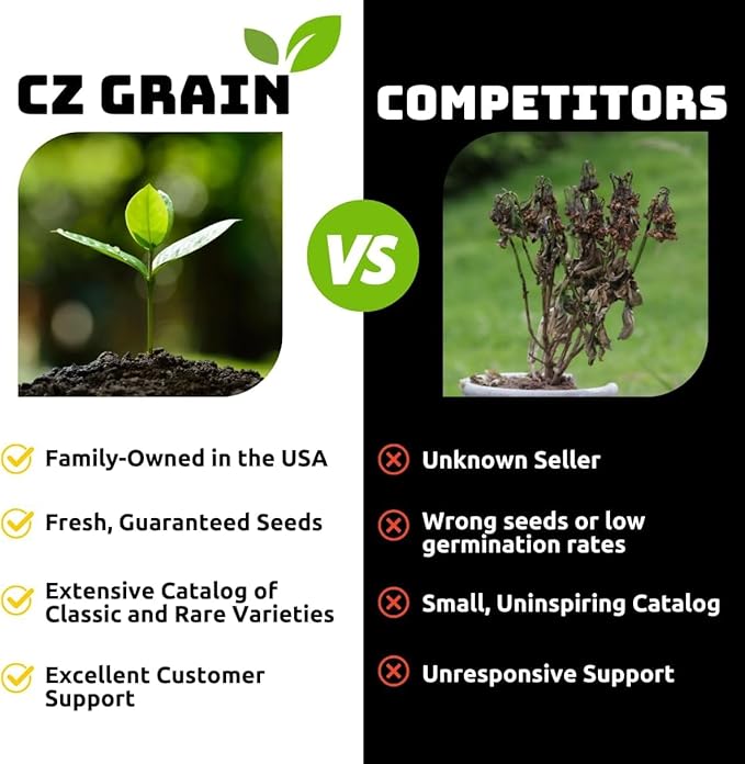 Pre-Chilled Blue Moon Crocus Bulbs for Forcing Indoors – Holiday Gift of Winter Cheer – Easy Flowers in Pots or Planters – Bloom Indoors or Plant Outdoors (20 Bulbs)