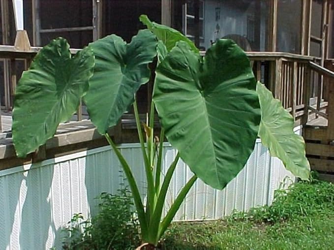 Live Bulbs Colocasia gigantea Thailand Giant Thai Giant Elephant Ear Huge Malanga Leaf (3 Bulbs) by Greenhouse PCA