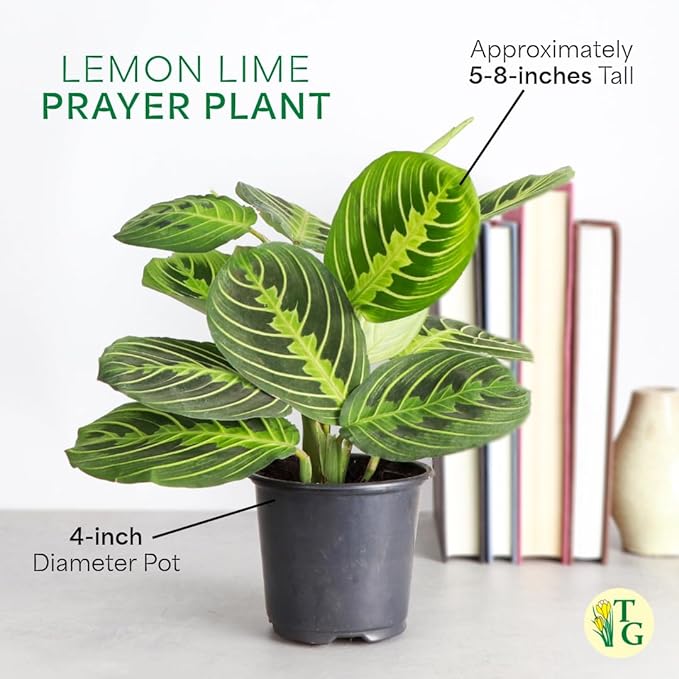 Thorsen's Greenhouse Lemon Lime Prayer Plant, Live Indoor Plant, Pet Friendly, Attractive Houseplant, Lemon Maranta, Natural Air Purifier, Easy to Grow, 4" Diameter Pot (Terra Cotta)