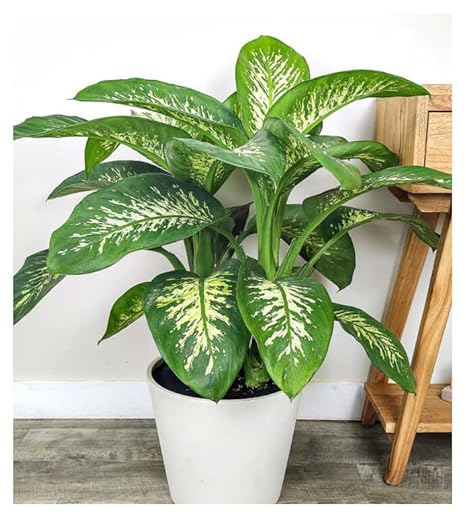 Professional Nursery Grade Dieffenbachia Fertilizer 4 LB Six Month Slow Release Leopard Lily Dumb Cane Plant Food