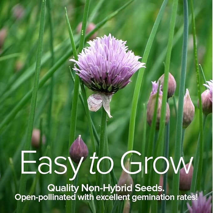 Gardeners Basics, 15 Herb Seeds for Planting Varieties Heirloom Non-GMO 5200+ Seeds Indoors, Hydroponics, Outdoors - Basil, Catnip, Chive, Cilantro, Oregano, Parsley, Peppermint, Rosemary and More