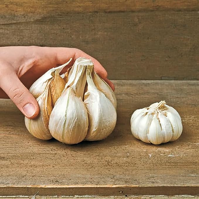 Premium Live Giant Elephant Ear Garlic Bulb by Greenhouse PCA | Each Bulb Contains Multiple Cloves for Planting or Cooking.
