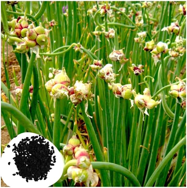 100 Egyptian Walking Onions Seeds for Planting, Not Bulbils