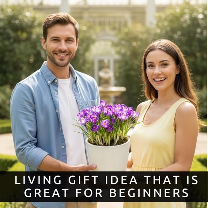 Pre-Chilled Blue Moon Crocus Bulbs for Forcing Indoors – Holiday Gift of Winter Cheer – Easy Flowers in Pots or Planters – Bloom Indoors or Plant Outdoors (5 Bulbs)