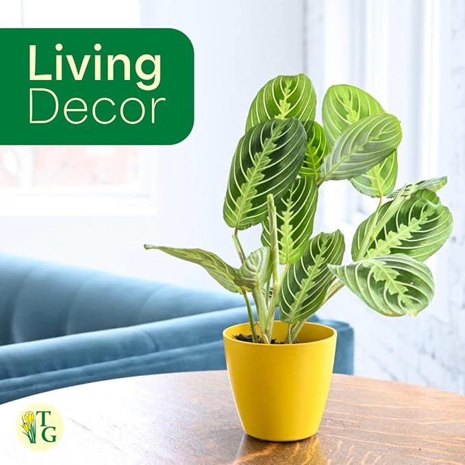 Thorsen's Greenhouse Lemon Lime Prayer Plant, Live Indoor Plant, Pet Friendly, Attractive Houseplant, Lemon Maranta, Natural Air Purifier, Easy to Grow, 4" Diameter Pot (Coffee)