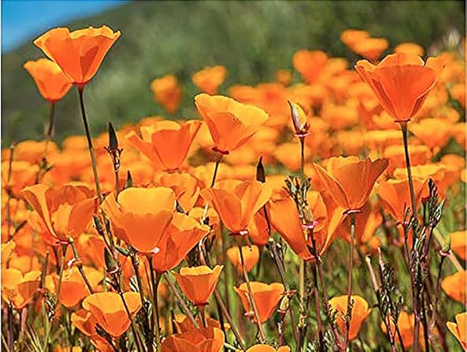 4000 Golden California Poppy Seeds - State Flower, Golden Orange Poppy, Re-Seeds