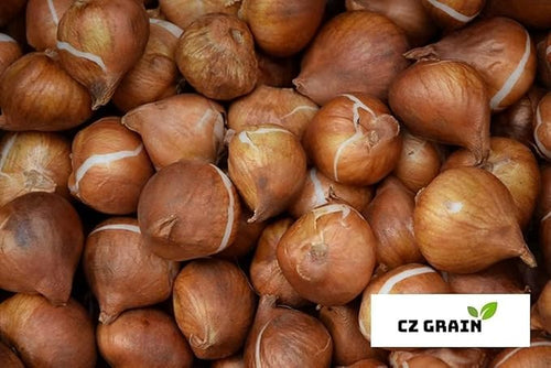 'Bring Me Love Parrot Tulip Bulbs for Planting - Easy to Grow Perennial Flowers (5 Bulbs)