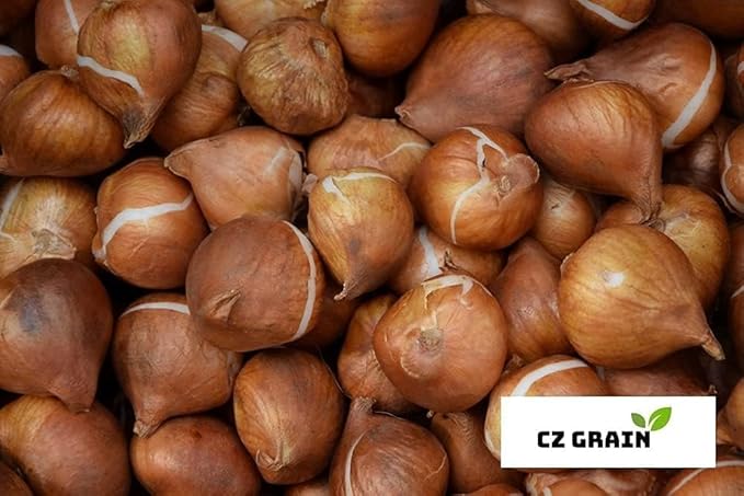 'Bring Me Love Parrot Tulip Bulbs for Planting - Easy to Grow Perennial Flowers (20 Bulbs)